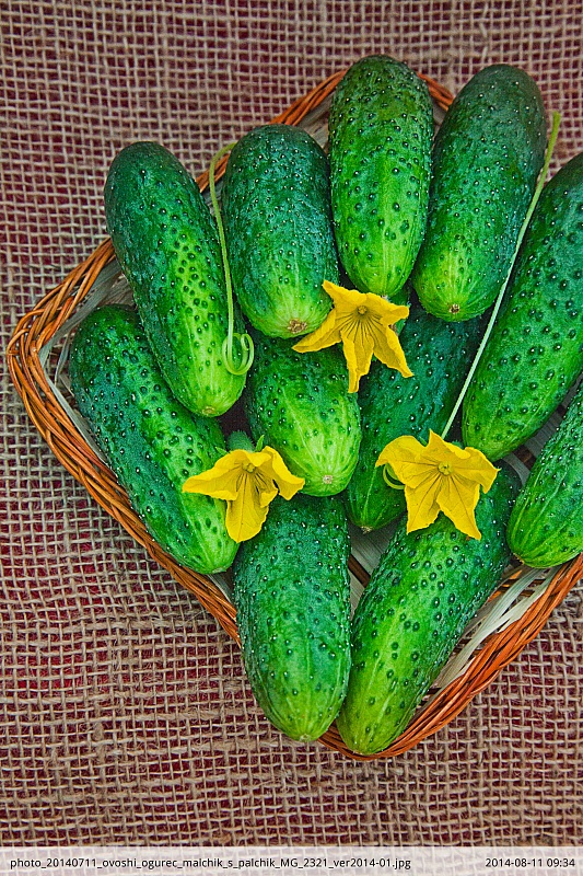 Огурец Мальчик с пальчик F1 0,25 гр цв.п.